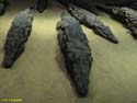 KOM OMBO (145) Museo de cocodrilos