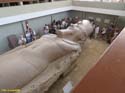 MENFIS (106) Coloso de Ramses II
