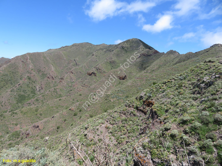 BUENAVISTA DEL NORTE (100) MASCA