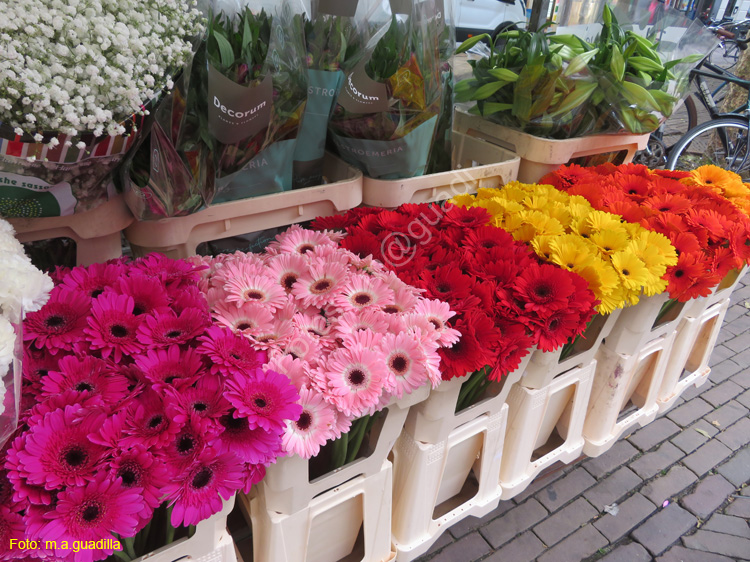 DELFT (238) Cl Burgwal mercado flores