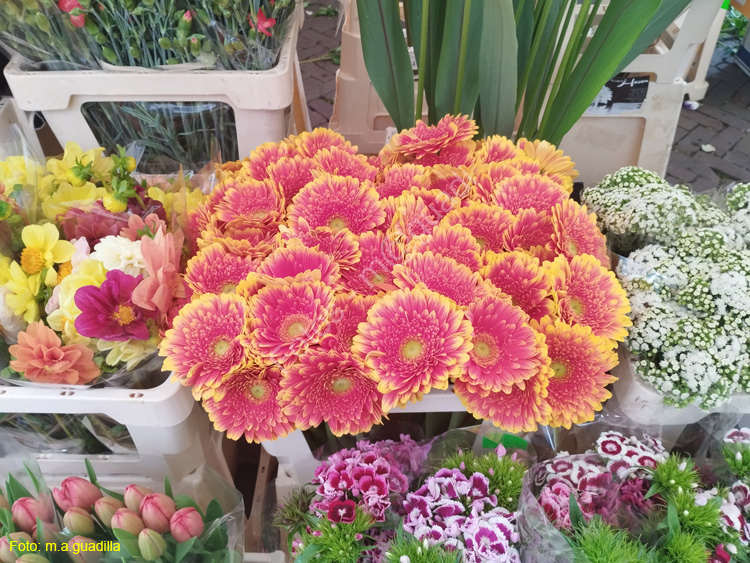 DELFT (244) Cl Burgwal mercado flores