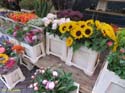 DELFT (234) Cl Burgwal mercado flores