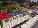 DELFT (236) Cl Burgwal mercado flores