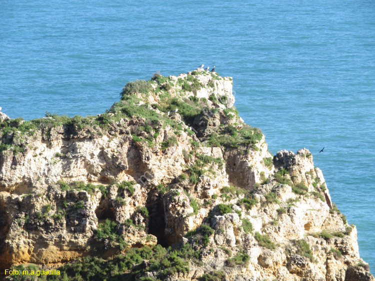 LAGOS (196) Ponta da Piedade