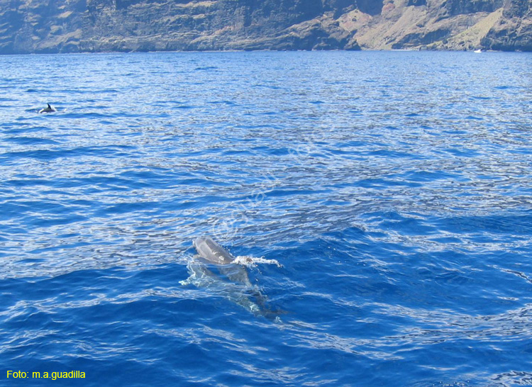 LOS GIGANTES (144) En barco 2007