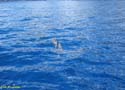 LOS GIGANTES (147) En barco 2007