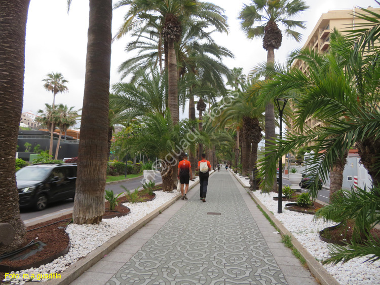 PUERTO DE LA CRUZ (171) Paseo de las Palmeras