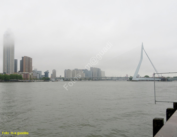 ROTTERDAM (110) Puente Erasmus