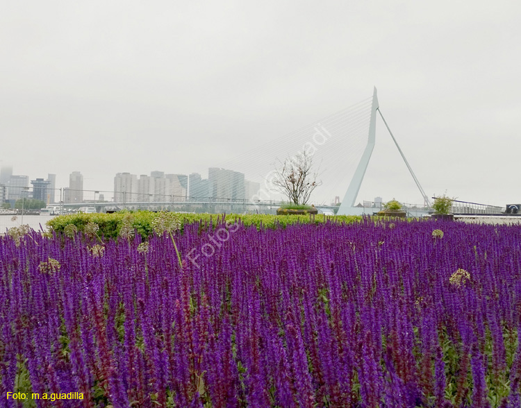 ROTTERDAM (156) Puente Erasmus