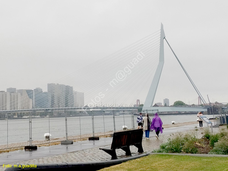 ROTTERDAM (157) Puente Erasmus