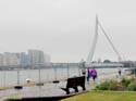ROTTERDAM (157) Puente Erasmus