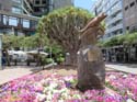 SC de TENERIFE (117) Plaza del Chicharro